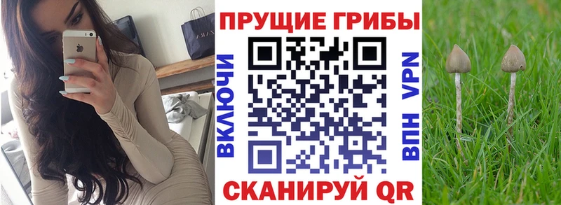 как найти наркотики  Светогорск  Галлюциногенные грибы Cubensis 